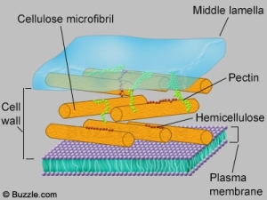 cell-wall